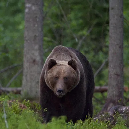 Bear Watching Hide Of Alutaguse *