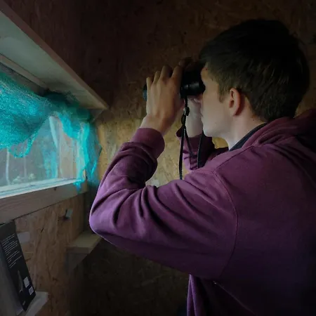 Bear Watching Hide Of Alutaguse