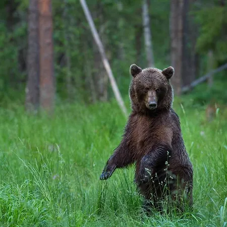 Kamp alanı Bear Watching Hide Of Alutaguse Palasi