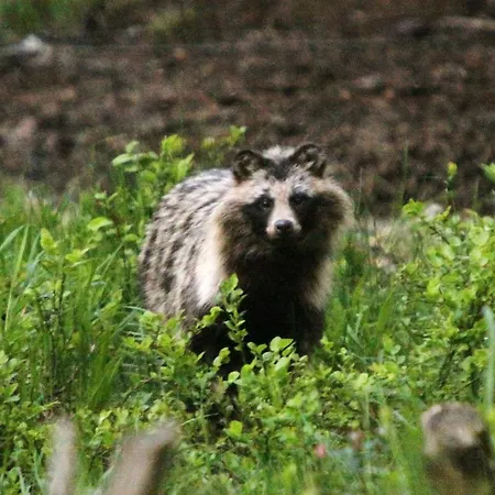 Bear Watching Hide Of Alutaguse *