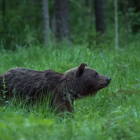 Bear Watching Hide Of Alutaguse Palasi