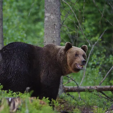 Bear Watching Hide Of Alutaguse *