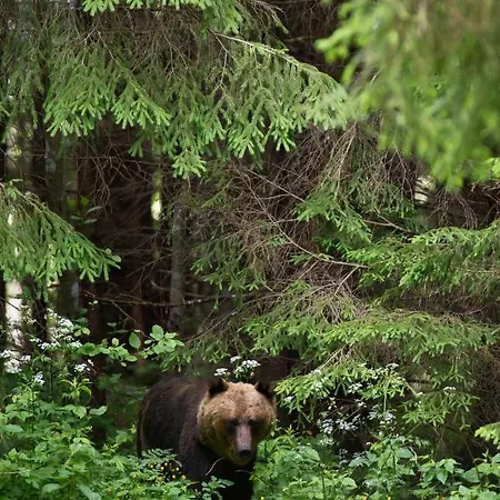 캠프장 Bear Watching Hide Of Alutaguse *