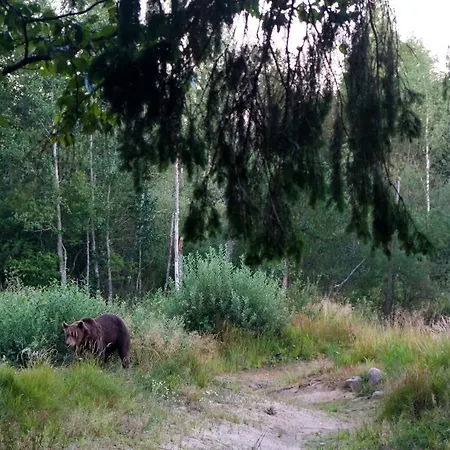 Bear Watching Hide Of Alutaguse *