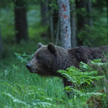 Bear Watching Hide Of Alutaguse Palasi