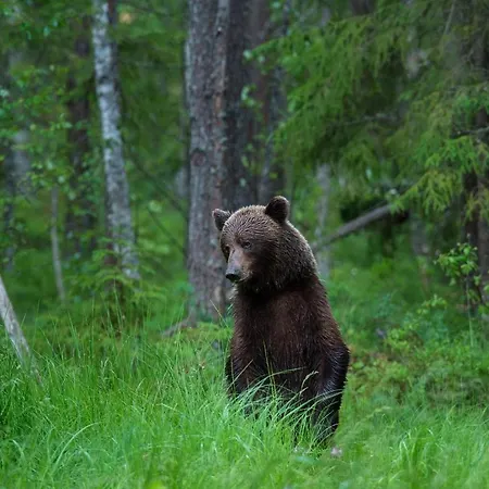 Bear Watching Hide Of Alutaguse * Palasi