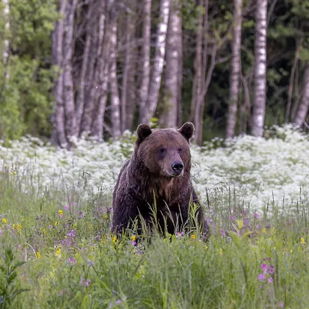 Bear Watching Hide Of Alutaguse Campingplatz *