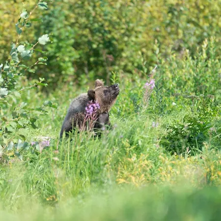 Bear Watching Hide Of Alutaguse * Palasi