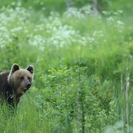 캠프장 Bear Watching Hide Of Alutaguse Palasi