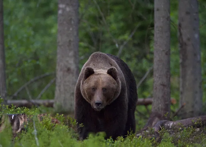Bear Watching Hide Of Alutaguse *