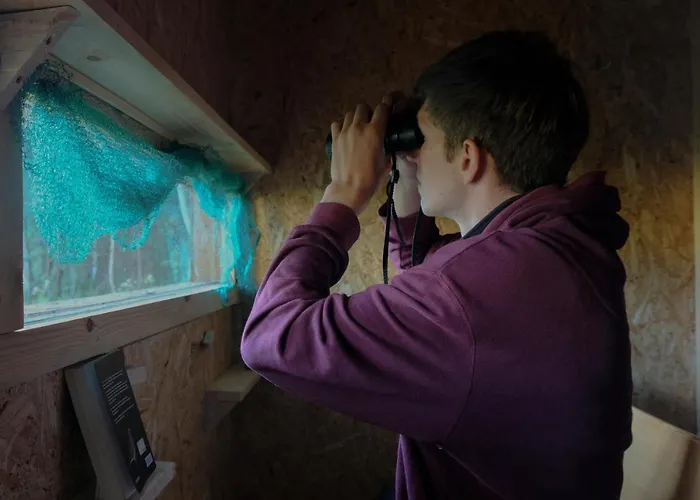 Bear Watching Hide Of Alutaguse