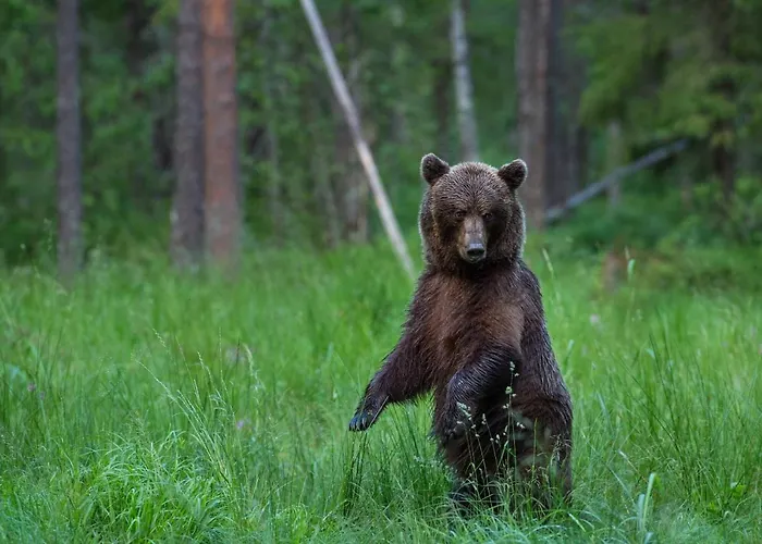 Kemping Bear Watching Hide Of Alutaguse Palasi