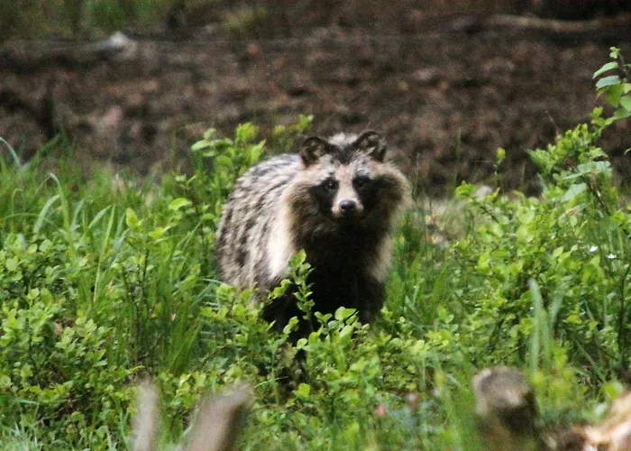 Bear Watching Hide Of Alutaguse *