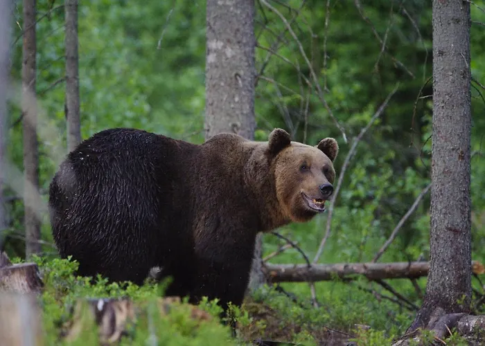 Bear Watching Hide Of Alutaguse *