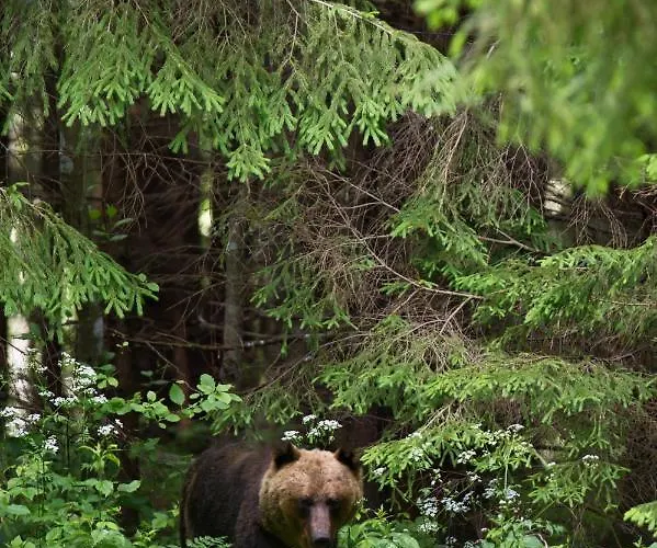Kemping Bear Watching Hide Of Alutaguse *