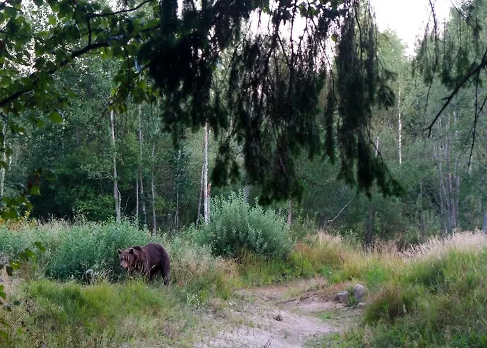 Bear Watching Hide Of Alutaguse *