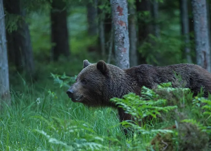 Bear Watching Hide Of Alutaguse Palasi