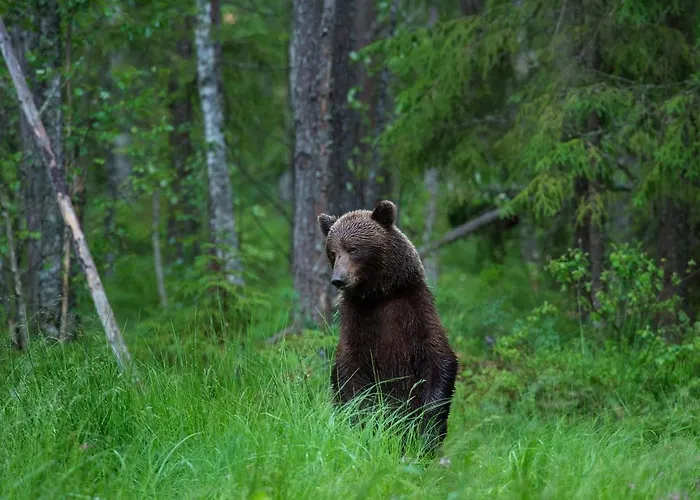 Bear Watching Hide Of Alutaguse * Palasi