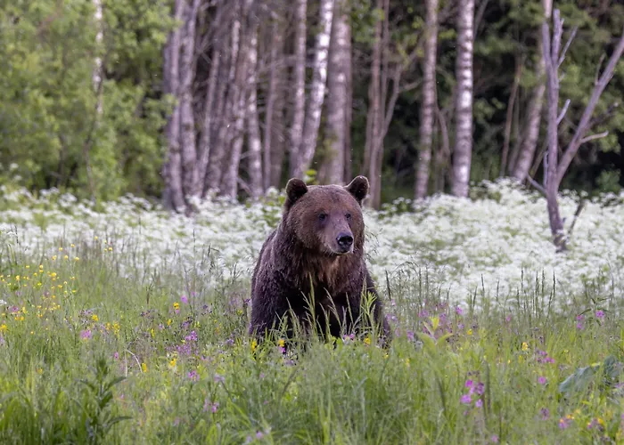 Bear Watching Hide Of Alutaguse Kemping *