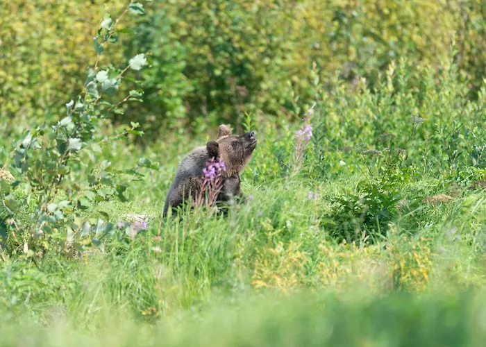 Bear Watching Hide Of Alutaguse * Palasi