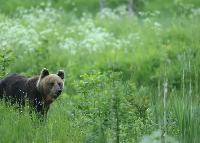 Kemping Bear Watching Hide Of Alutaguse Palasi